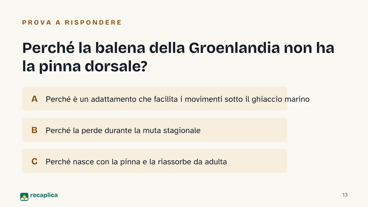 Slide 13 della presentazione su Balena della Groenlandia: Perché la balena della Groenlandia non ha la pinna dorsale?