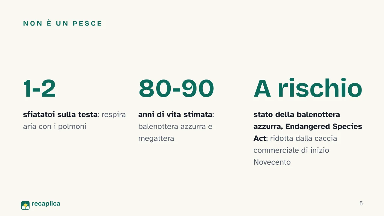 Slide 5 della presentazione su Balena: Non è un pesce