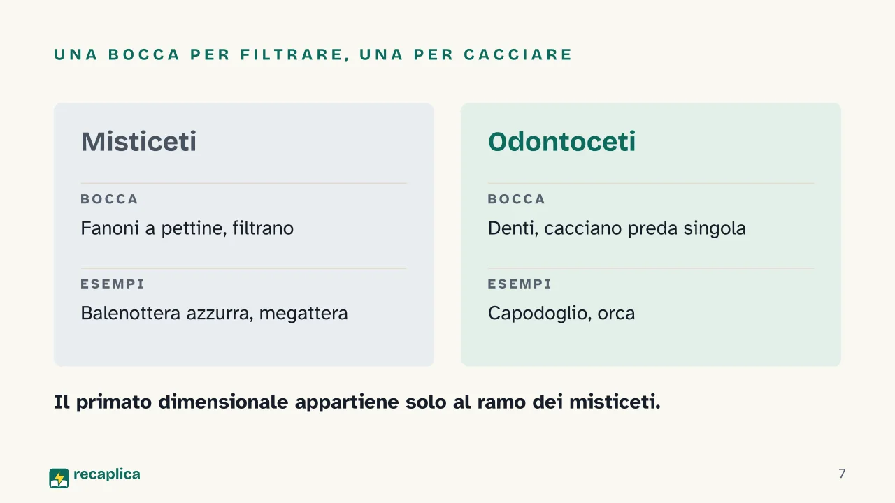 Slide 7 della presentazione su Balena: Una bocca per filtrare, una per cacciare