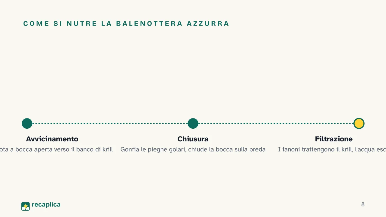 Slide 8 della presentazione su Balena: Come si nutre la balenottera azzurra