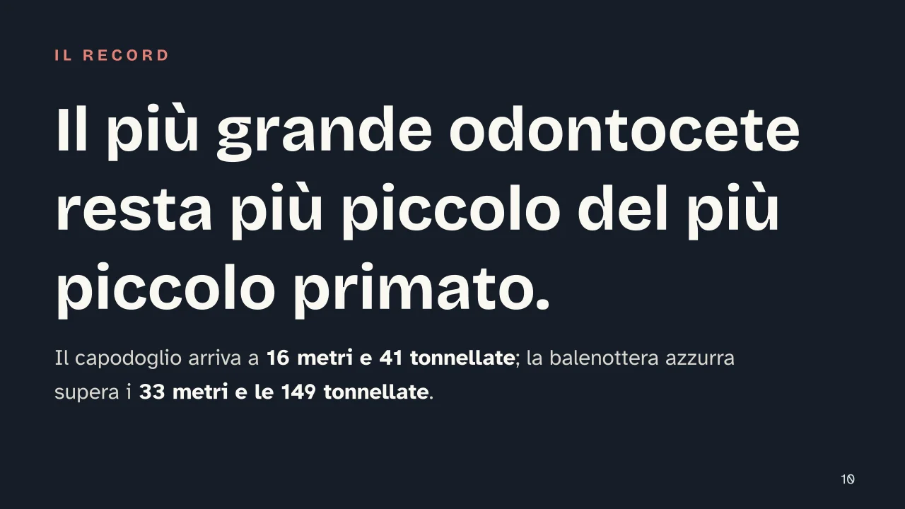 Slide 10 della presentazione su Balena: Il più grande odontocete resta più piccolo del più piccolo primato.