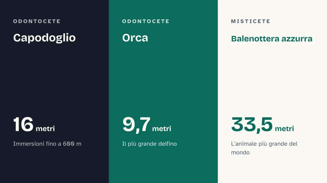 Slide 11 della presentazione su Balena: Capodoglio · Orca · Balenottera azzurra