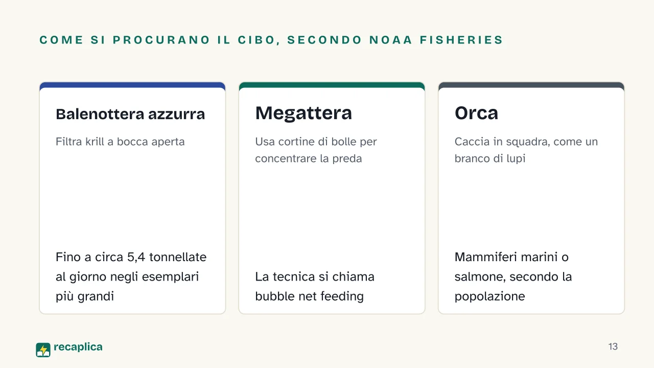 Slide 13 della presentazione su Balena: Come si procurano il cibo, secondo NOAA Fisheries: Balenottera azzurra, Megattera, Orca