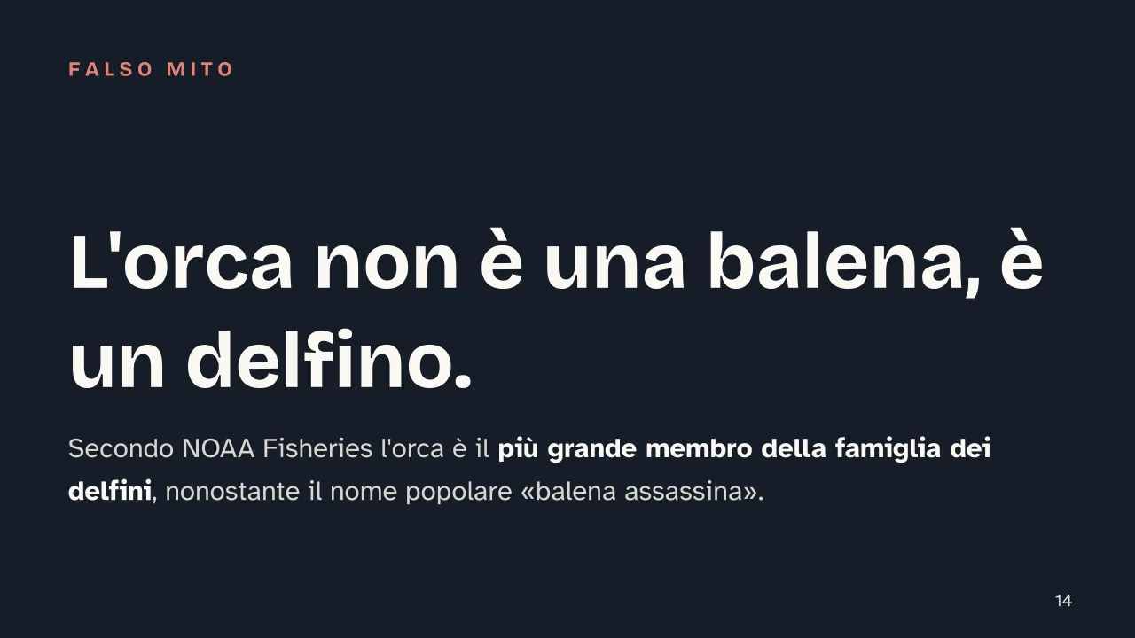 Slide 14 della presentazione su Balena: L'orca non è una balena, è un delfino.