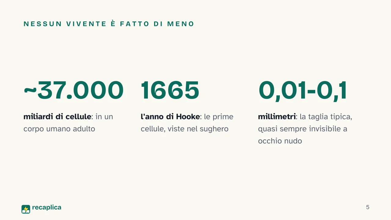 Slide 5 della presentazione su La cellula: Nessun vivente è fatto di meno