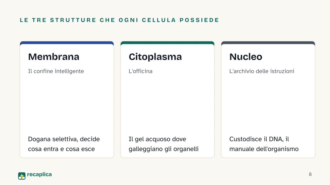 Slide 8 della presentazione su La cellula: Le tre strutture che ogni cellula possiede: Membrana, Citoplasma, Nucleo