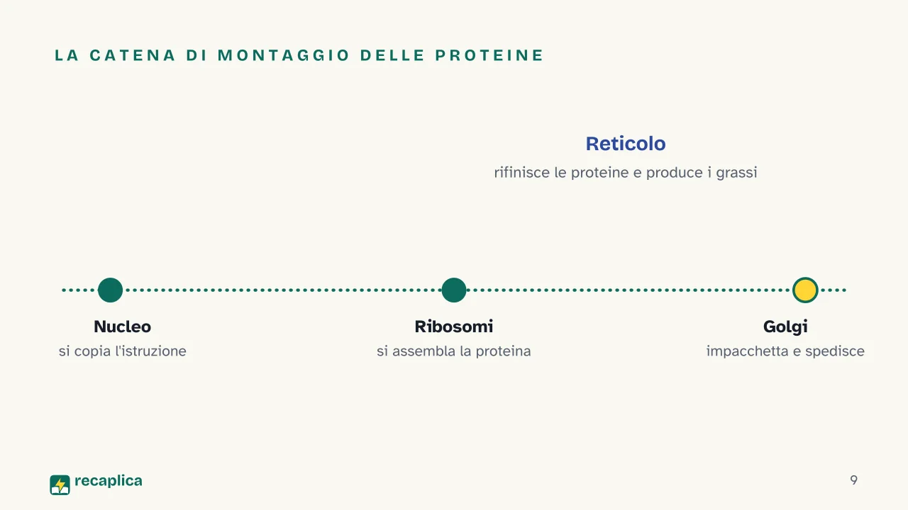Slide 9 della presentazione su La cellula: La catena di montaggio delle proteine