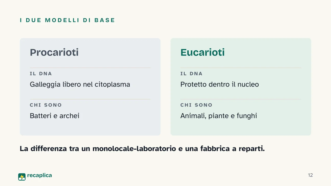 Slide 12 della presentazione su La cellula: I due modelli di base