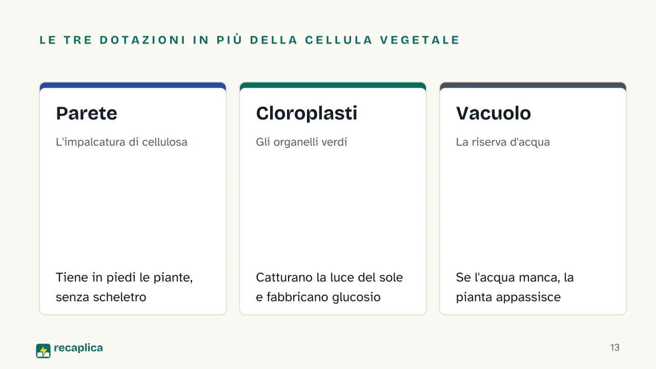 Slide 13 della presentazione su La cellula: Le tre dotazioni in più della cellula vegetale: Parete, Cloroplasti, Vacuolo
