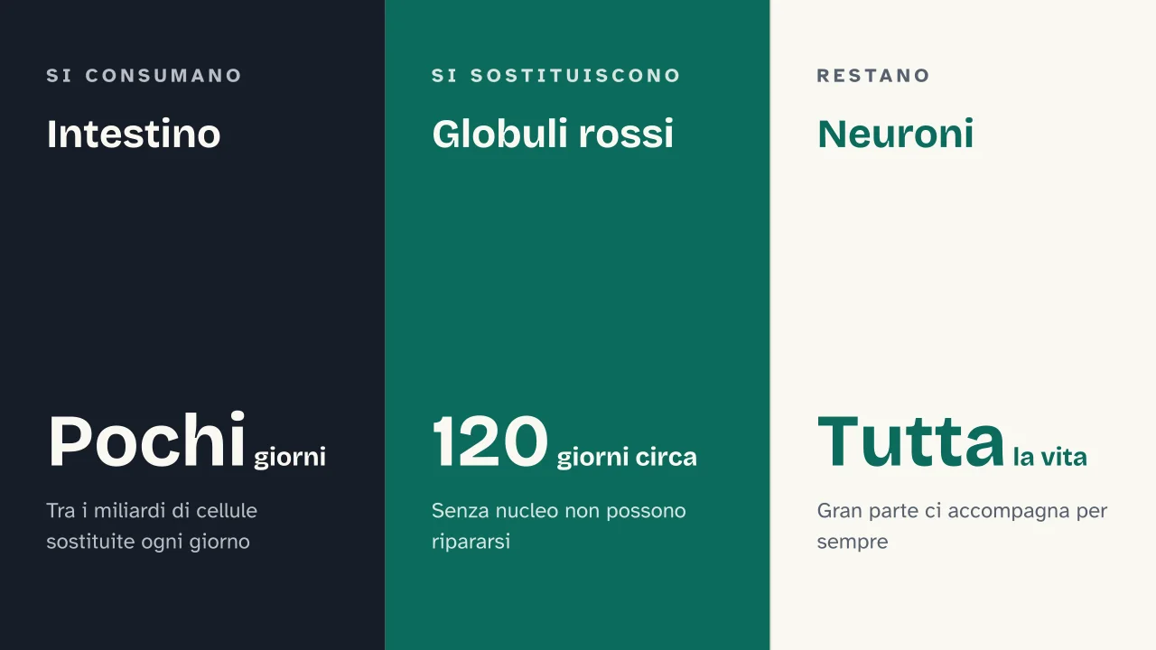 Slide 15 della presentazione su La cellula: Intestino · Globuli rossi · Neuroni