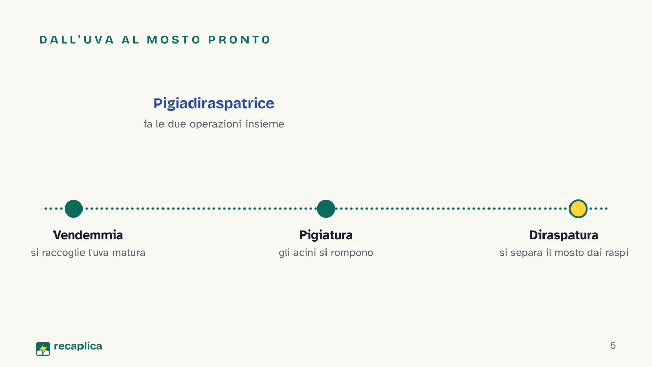 Slide 5 della presentazione su Come si produce il vino: Dall'uva al mosto pronto
