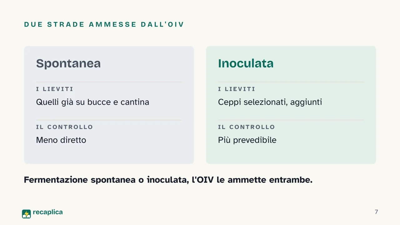 Slide 7 della presentazione su Come si produce il vino: Due strade ammesse dall'OIV