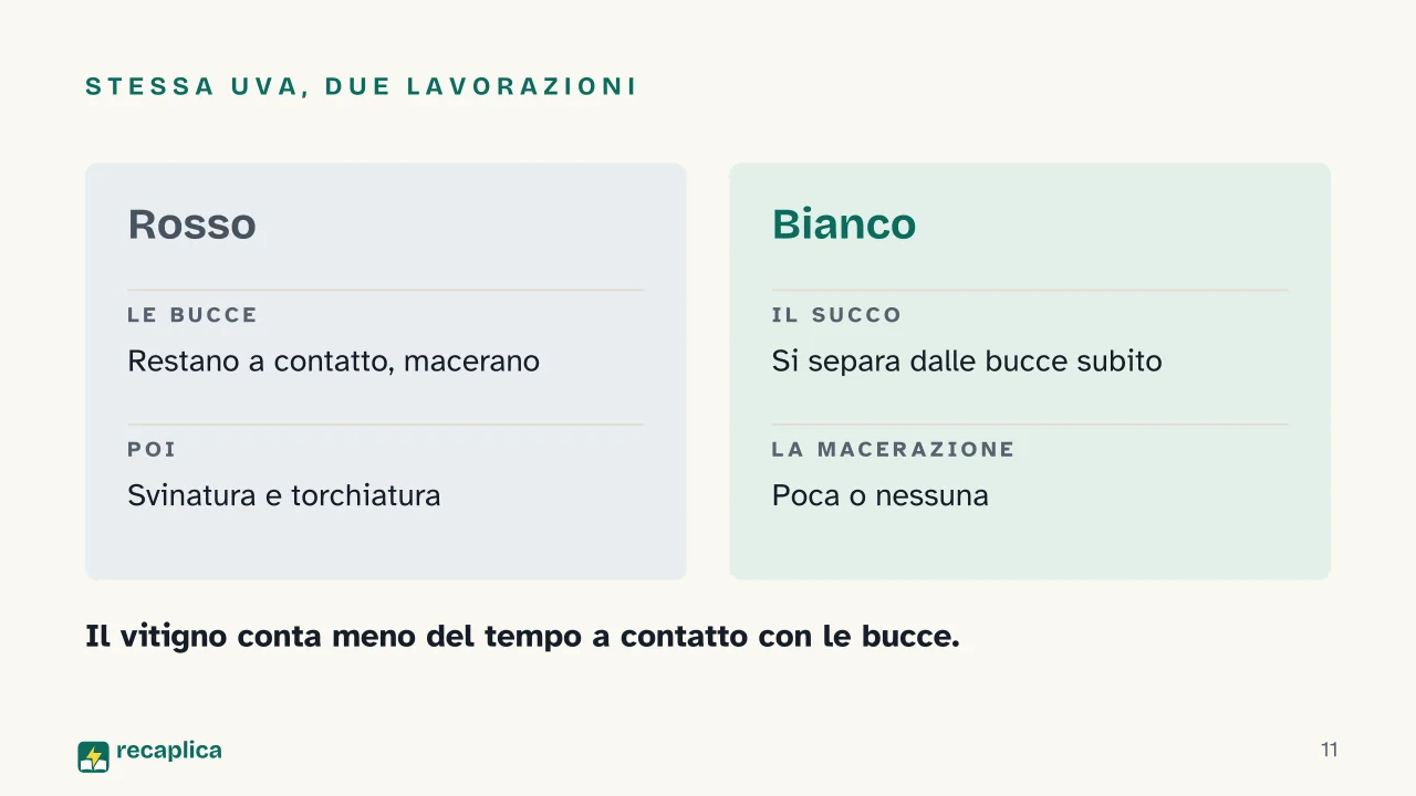Slide 11 della presentazione su Come si produce il vino: Stessa uva, due lavorazioni