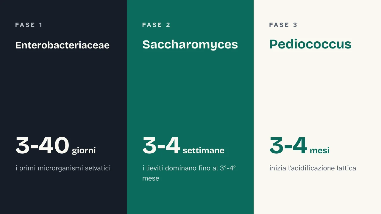 Slide 10 della presentazione su Come si produce la birra, dal malto alla fermentazione: Enterobacteriaceae · Saccharomyces · Pediococcus