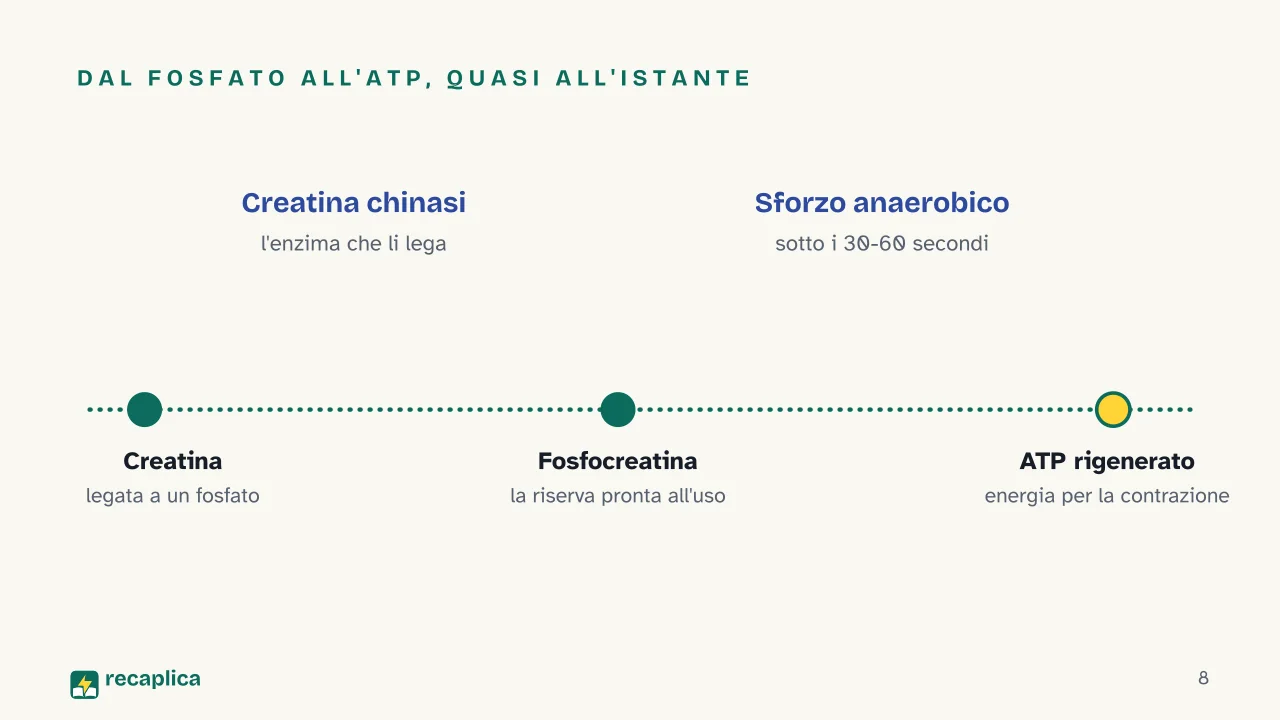 Slide 8 della presentazione su Creatina: Dal fosfato all'ATP, quasi all'istante