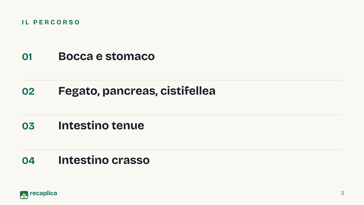 Slide 3 della presentazione su Digestione: Il percorso