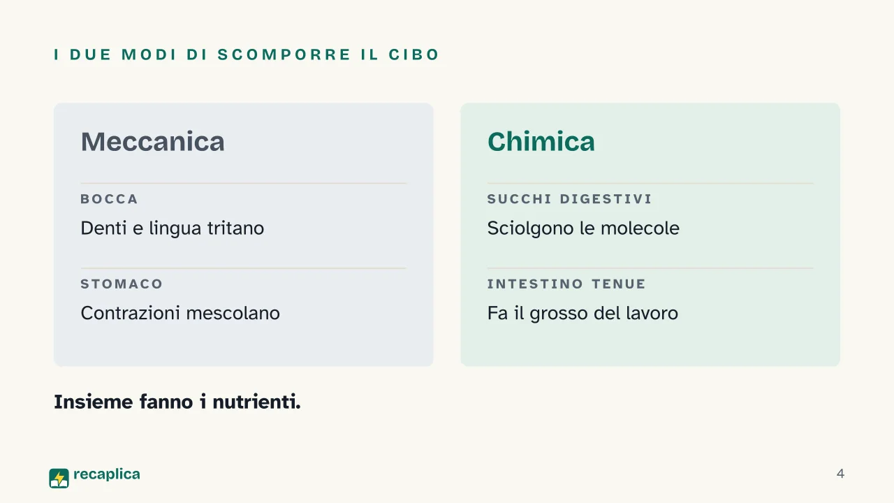 Slide 4 della presentazione su Digestione: I due modi di scomporre il cibo