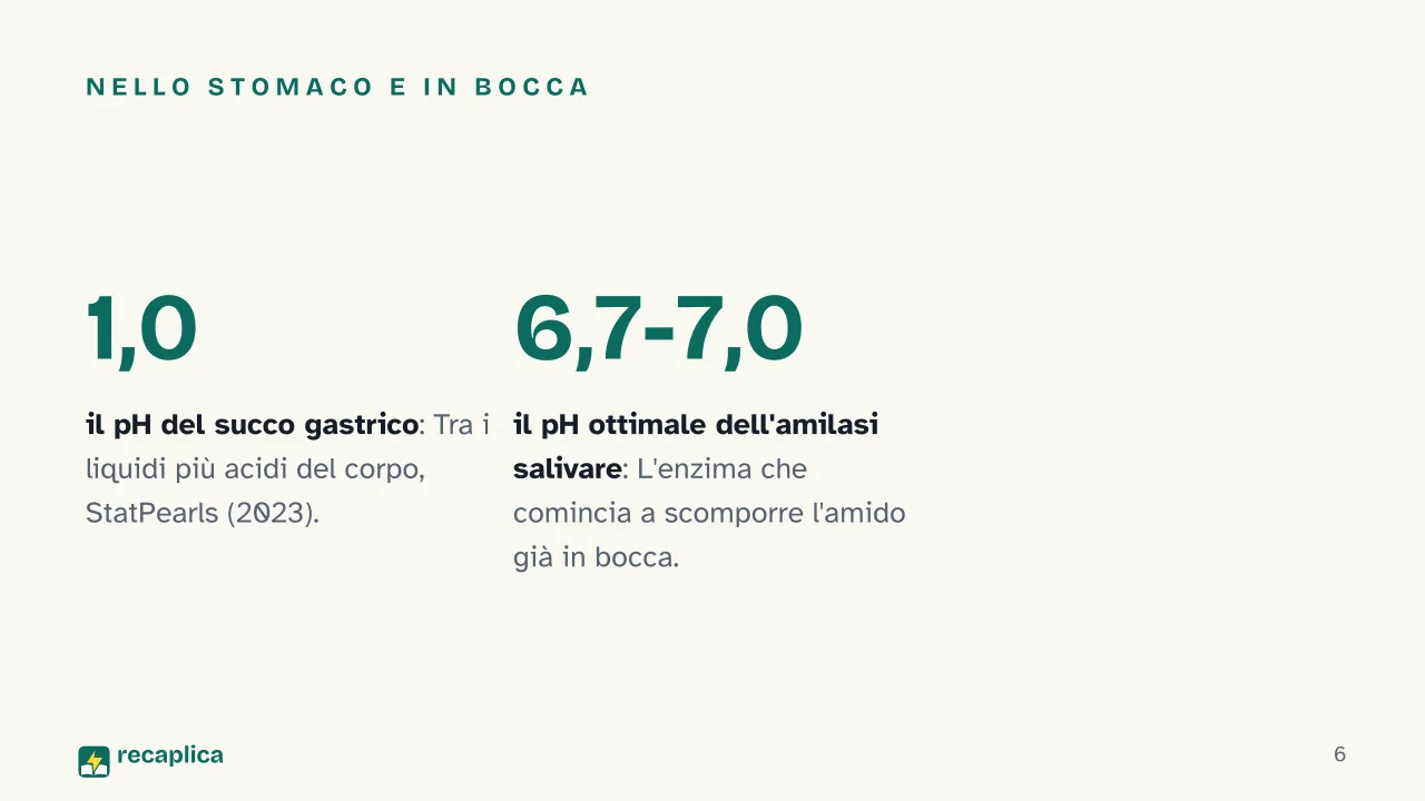 Slide 6 della presentazione su Digestione: Nello stomaco e in bocca