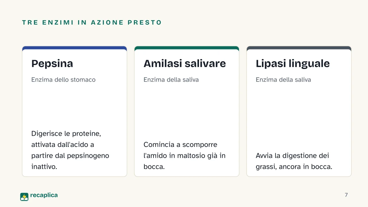 Slide 7 della presentazione su Digestione: Tre enzimi in azione presto: Pepsina, Amilasi salivare, Lipasi linguale