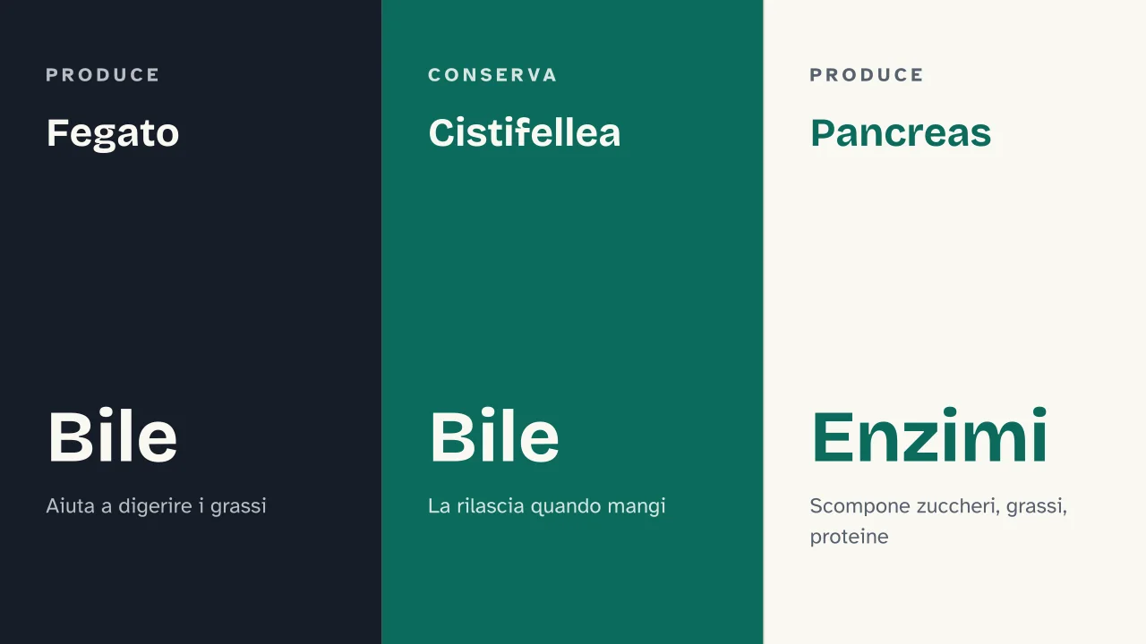 Slide 9 della presentazione su Digestione: Fegato · Cistifellea · Pancreas