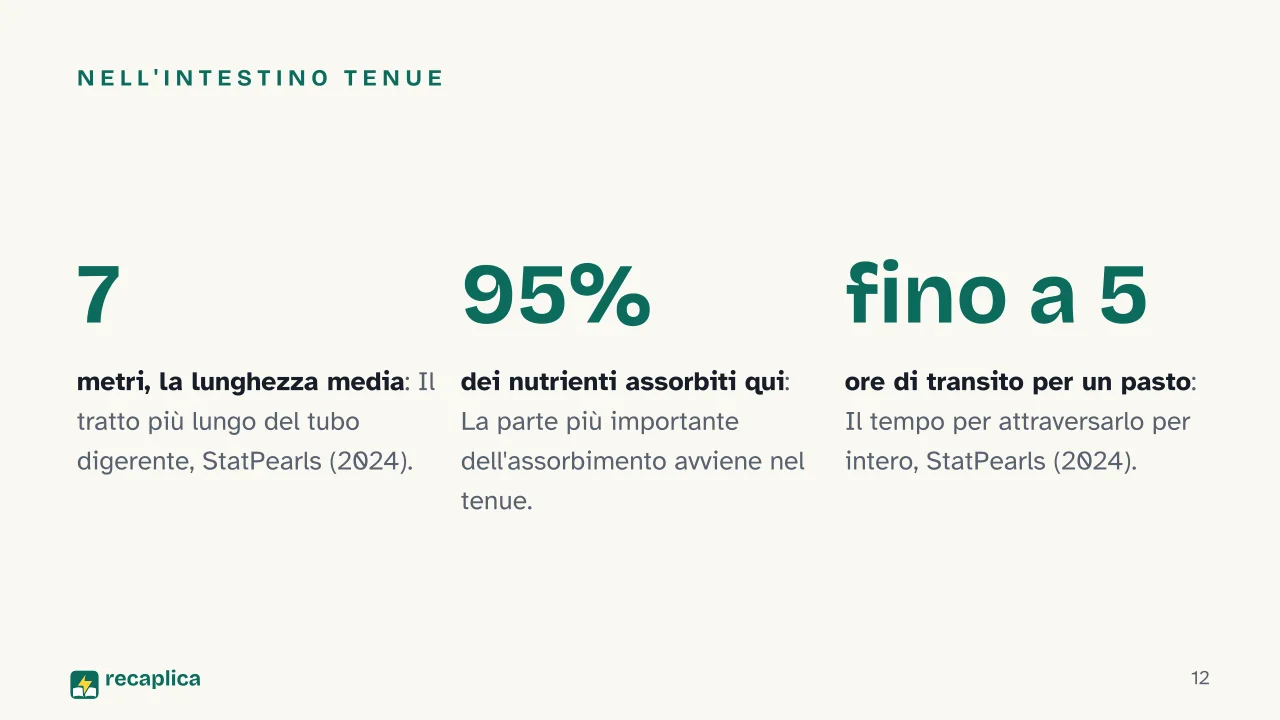 Slide 12 della presentazione su Digestione: Nell'intestino tenue