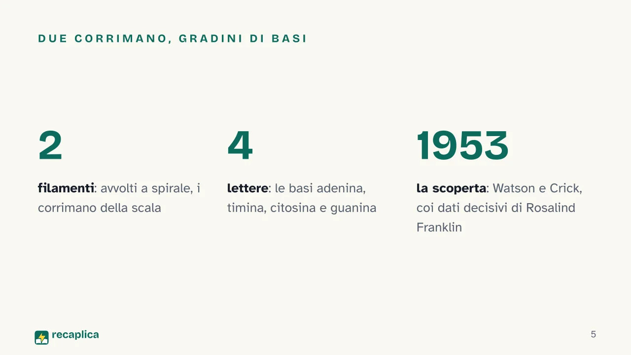 Slide 5 della presentazione su Il DNA: Due corrimano, gradini di basi