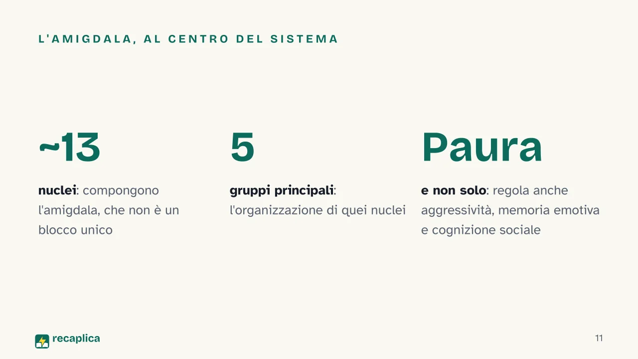 Slide 11 della presentazione su Emozioni umane: L'amigdala, al centro del sistema