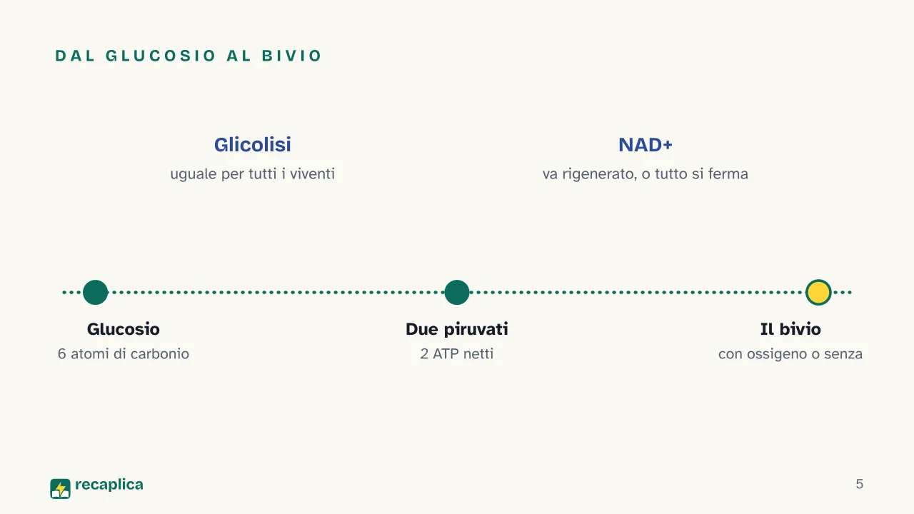 Slide 5 della presentazione su La fermentazione: Dal glucosio al bivio