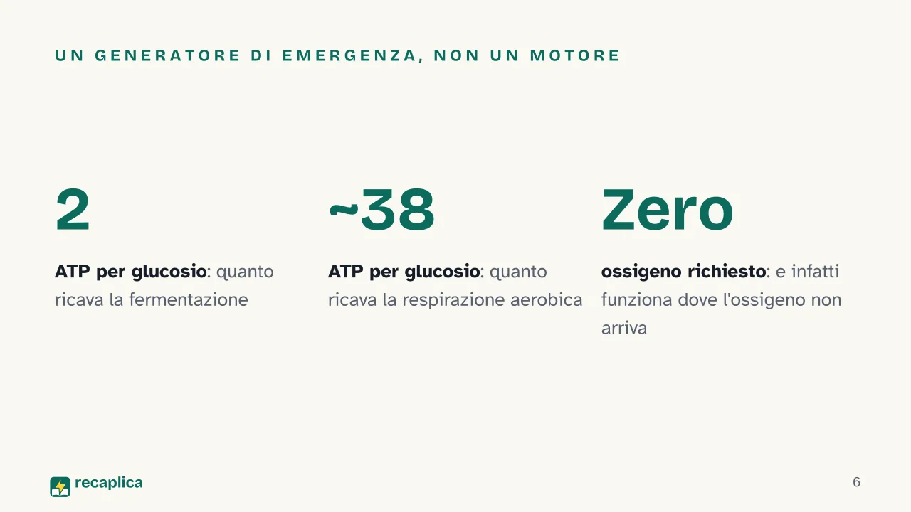 Slide 6 della presentazione su La fermentazione: Un generatore di emergenza, non un motore