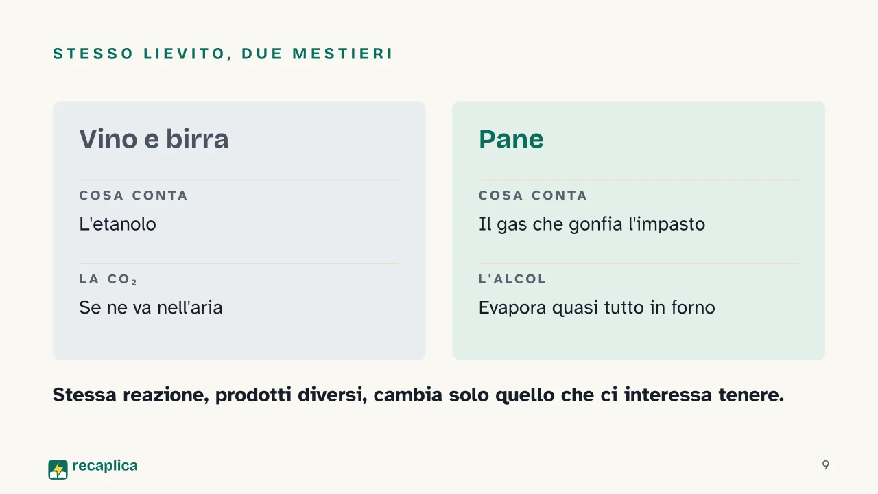 Slide 9 della presentazione su La fermentazione: Stesso lievito, due mestieri