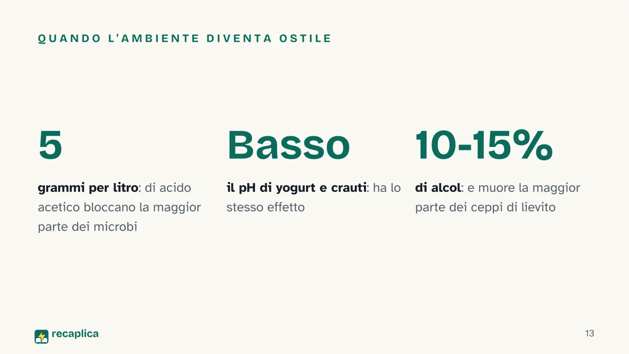 Slide 13 della presentazione su La fermentazione: Quando l'ambiente diventa ostile