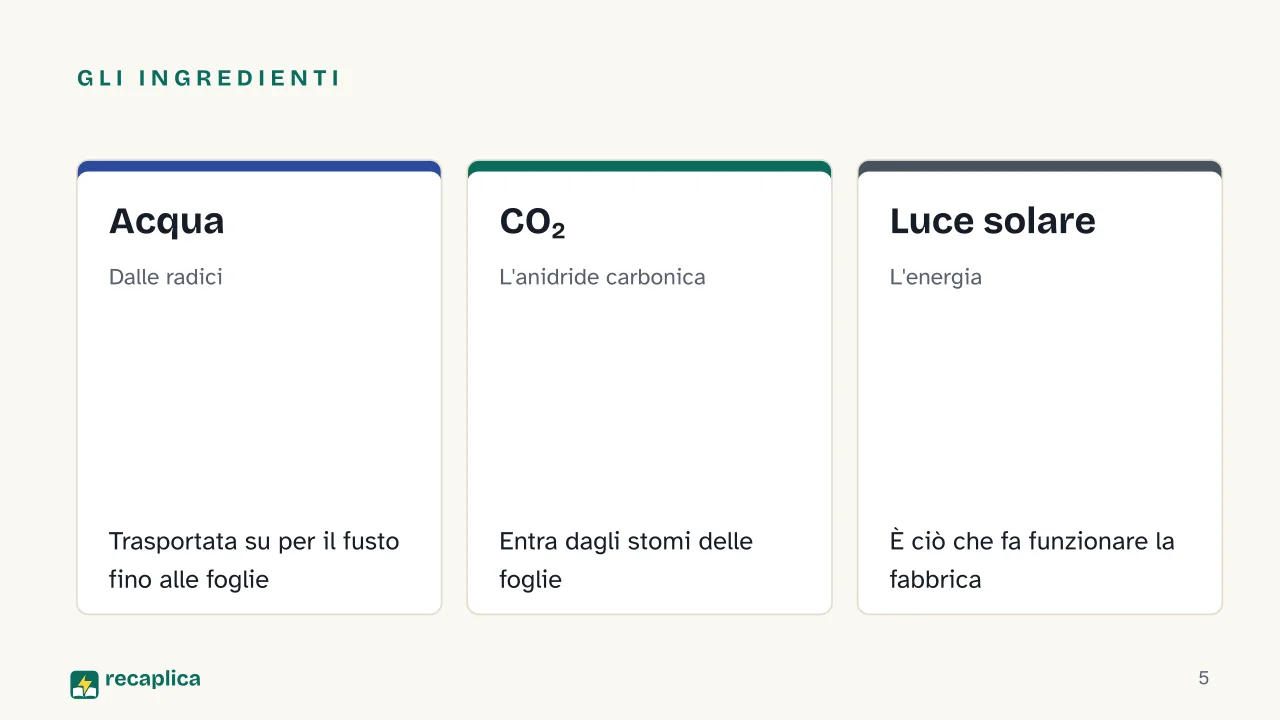 Slide 5 della presentazione su Fotosintesi clorofilliana: Gli ingredienti: Acqua, CO₂, Luce solare