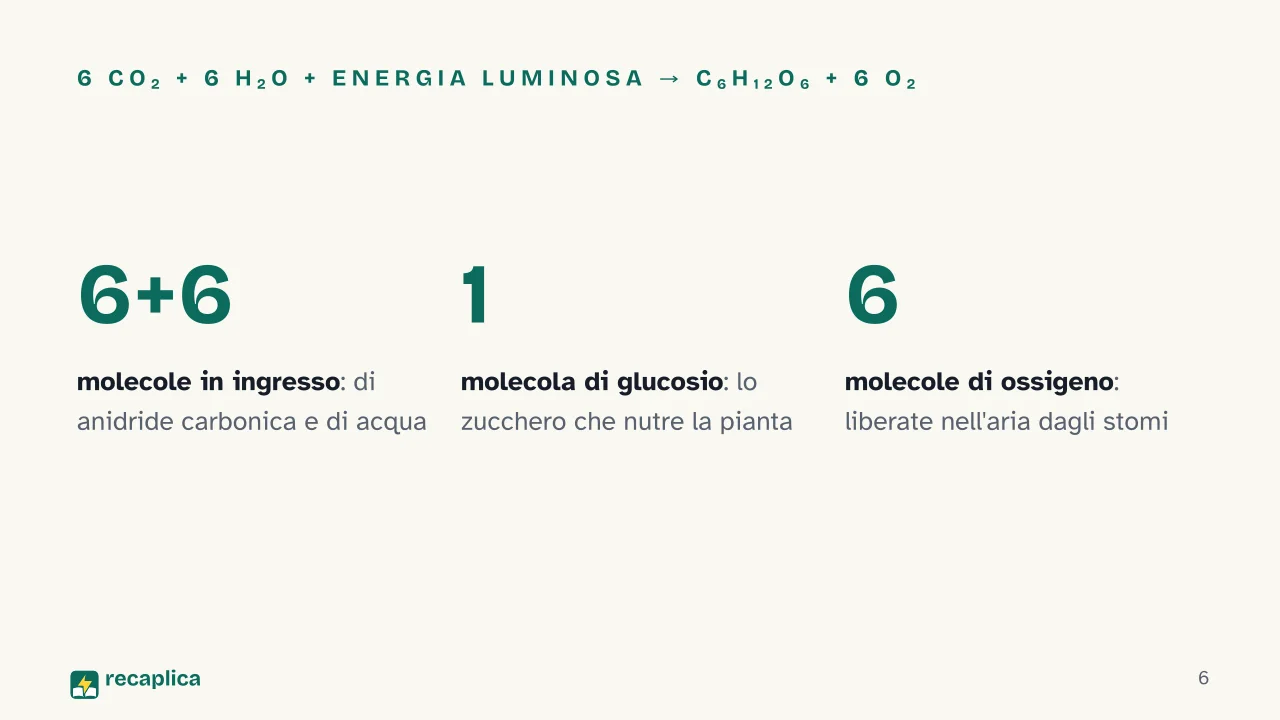 Slide 6 della presentazione su Fotosintesi clorofilliana: 6 CO₂ + 6 H₂O + energia luminosa → C₆H₁₂O₆ + 6 O₂