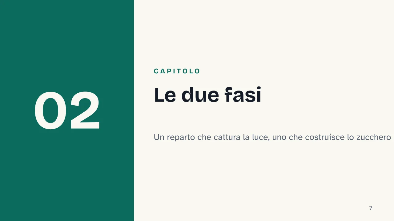 Slide 7 della presentazione su Fotosintesi clorofilliana: Capitolo 02: Le due fasi