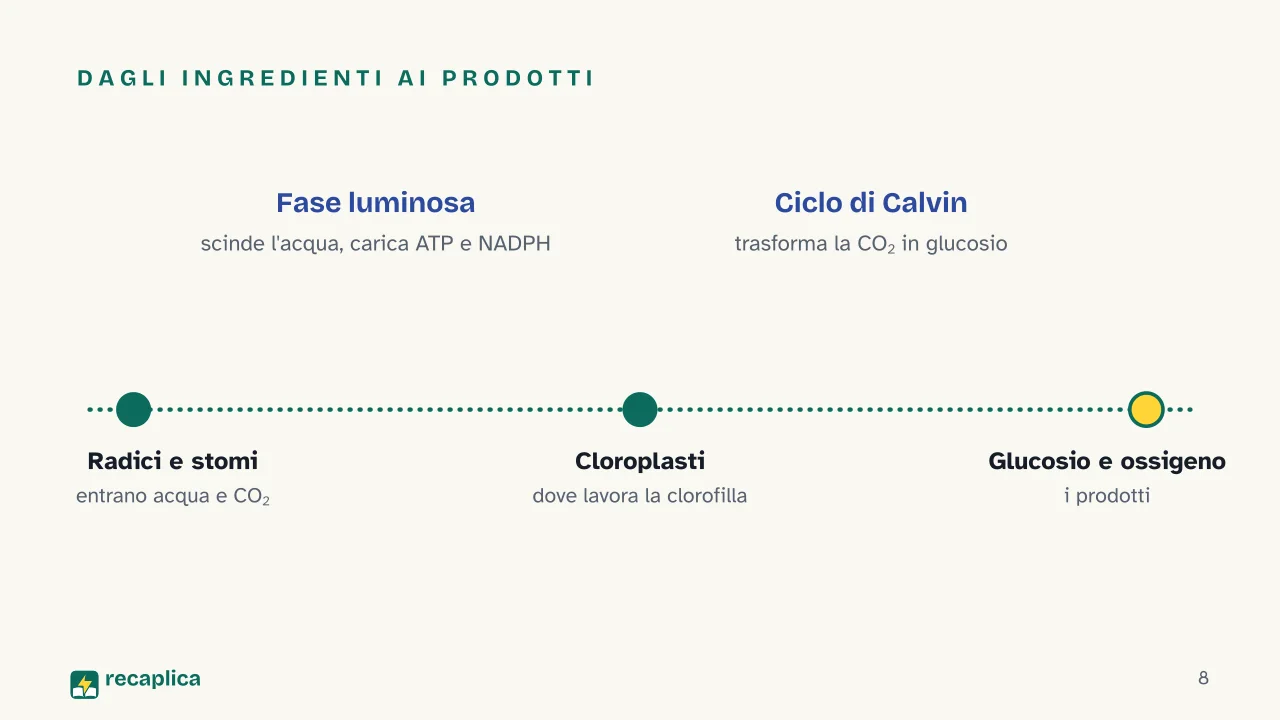 Slide 8 della presentazione su Fotosintesi clorofilliana: Dagli ingredienti ai prodotti