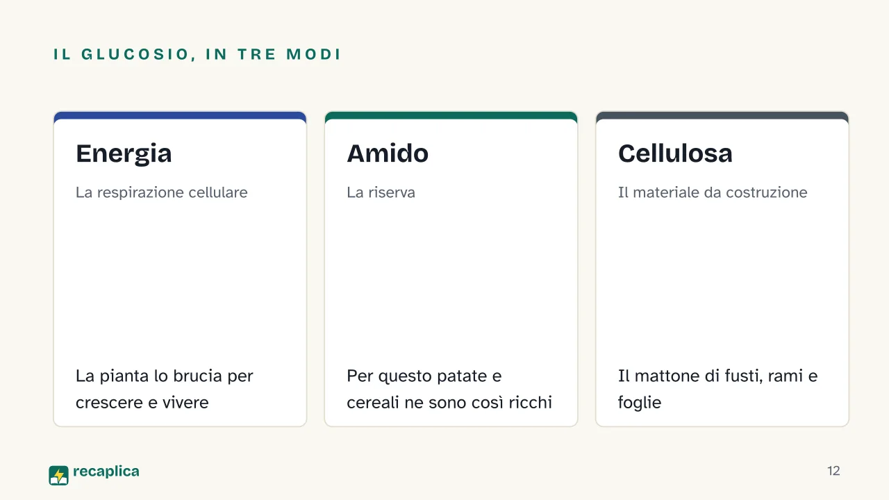 Slide 12 della presentazione su Fotosintesi clorofilliana: Il glucosio, in tre modi: Energia, Amido, Cellulosa