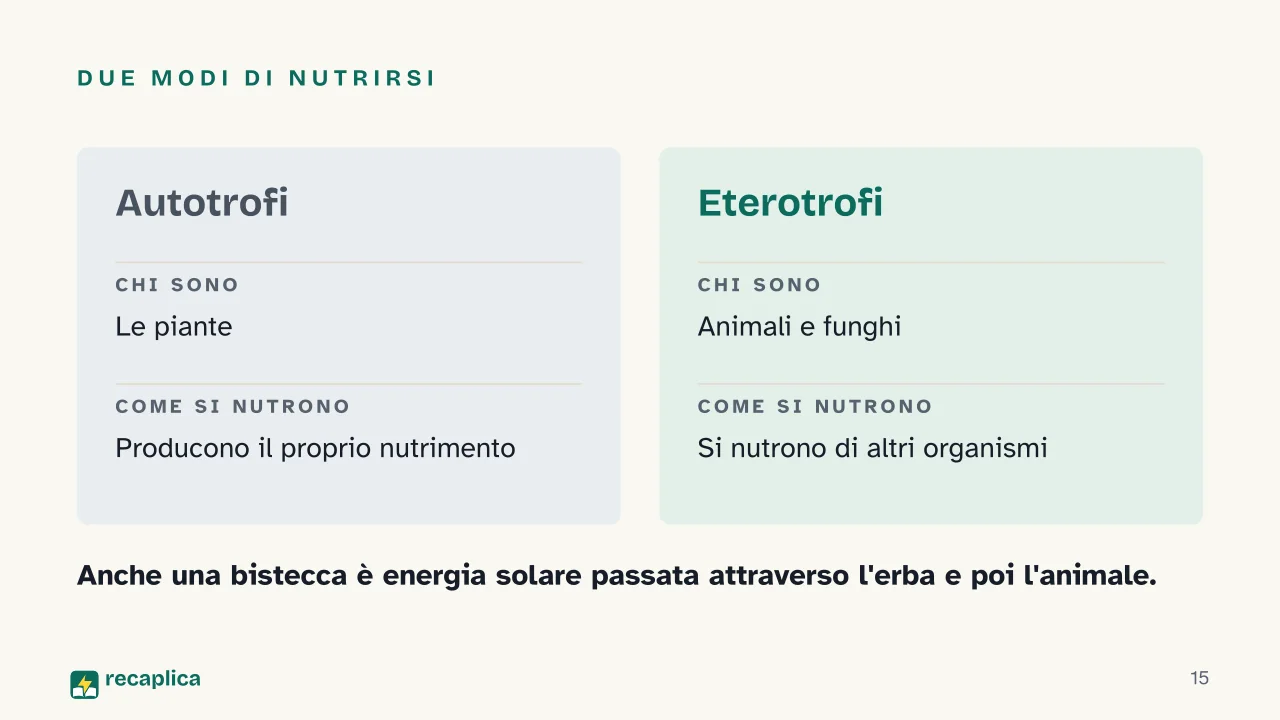Slide 15 della presentazione su Fotosintesi clorofilliana: Due modi di nutrirsi