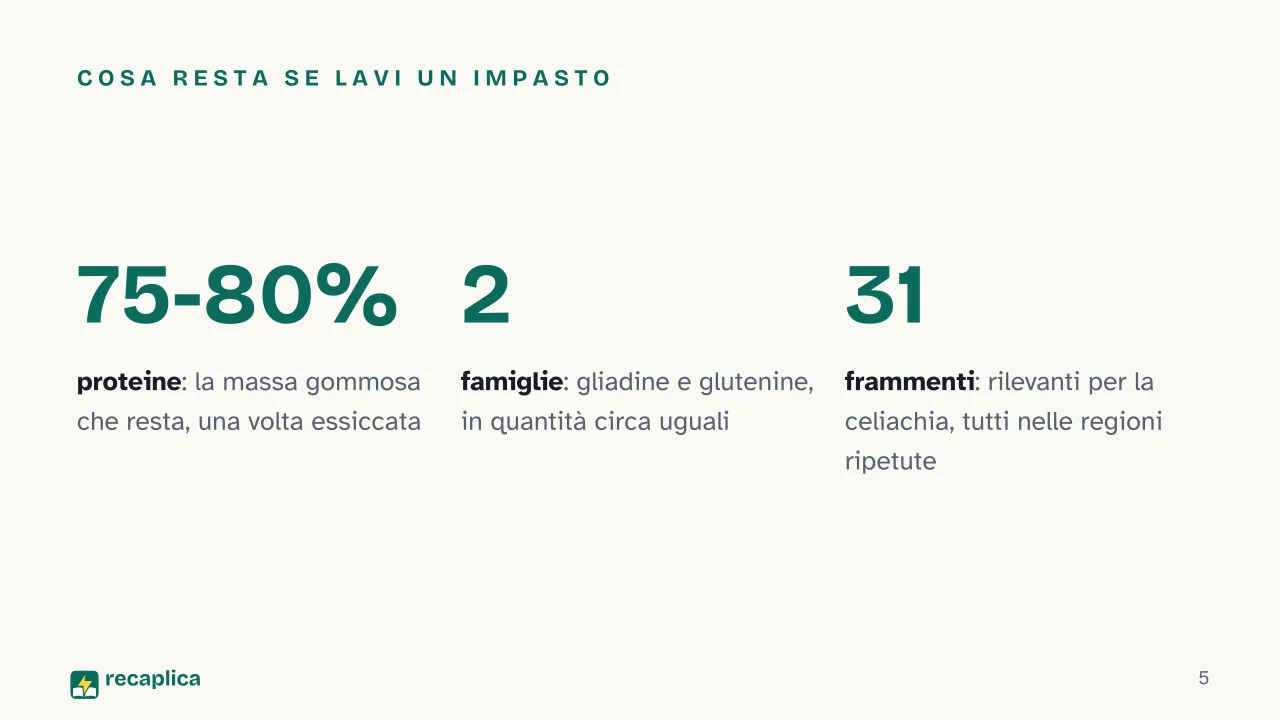Slide 5 della presentazione su Il glutine: Cosa resta se lavi un impasto