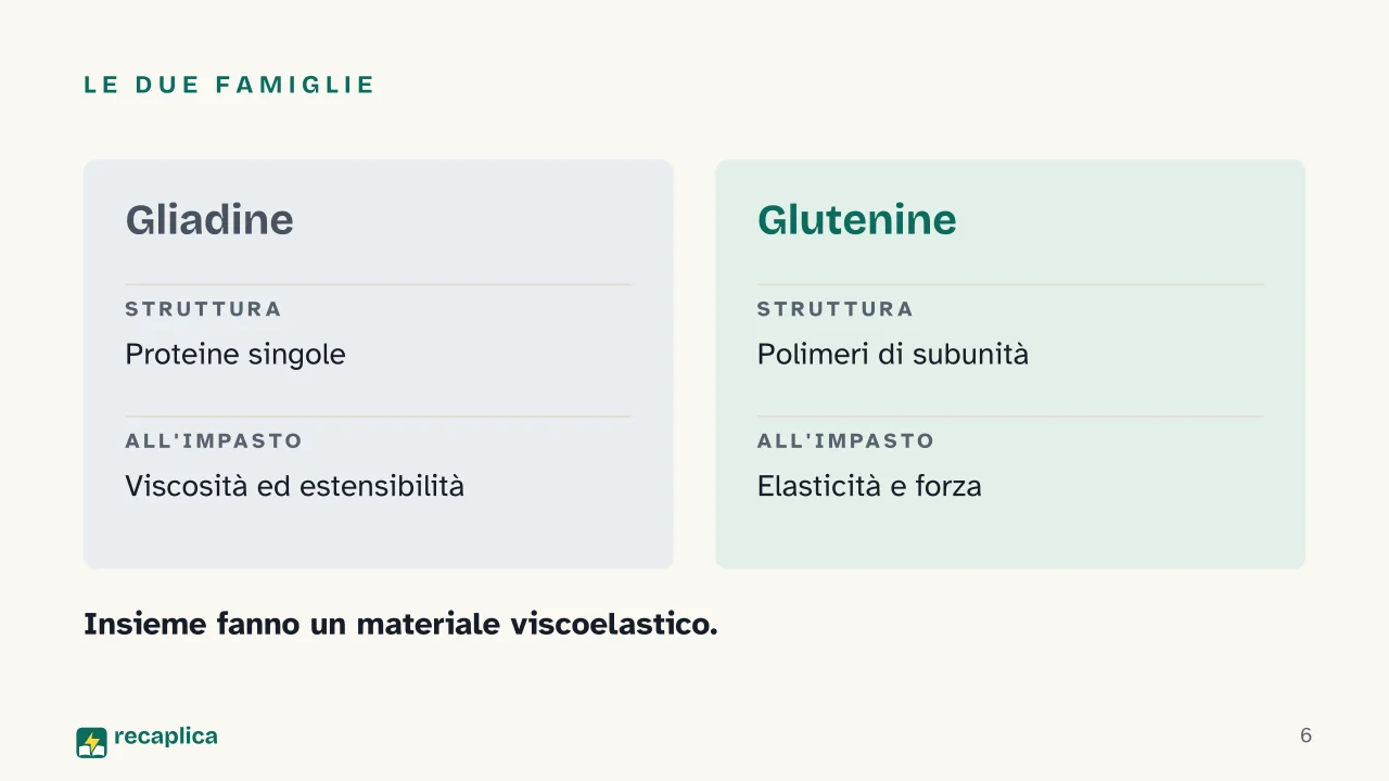 Slide 6 della presentazione su Il glutine: Le due famiglie