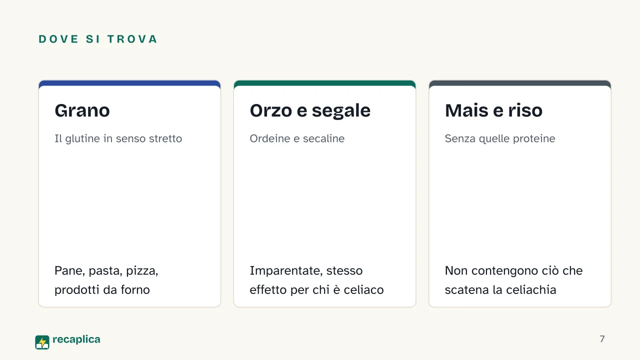 Slide 7 della presentazione su Il glutine: Dove si trova: Grano, Orzo e segale, Mais e riso