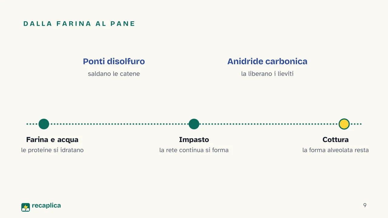 Slide 9 della presentazione su Il glutine: Dalla farina al pane