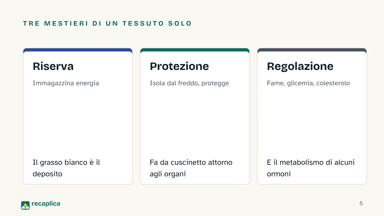 Slide 5 della presentazione su Grasso corporeo: Tre mestieri di un tessuto solo: Riserva, Protezione, Regolazione