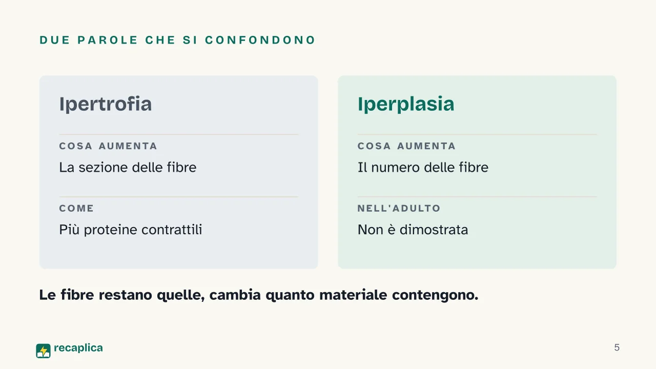 Slide 5 della presentazione su Ipertrofia muscolare: Due parole che si confondono