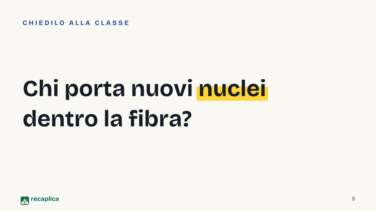 Slide 8 della presentazione su Ipertrofia muscolare: Chi porta nuovi nuclei dentro la fibra?