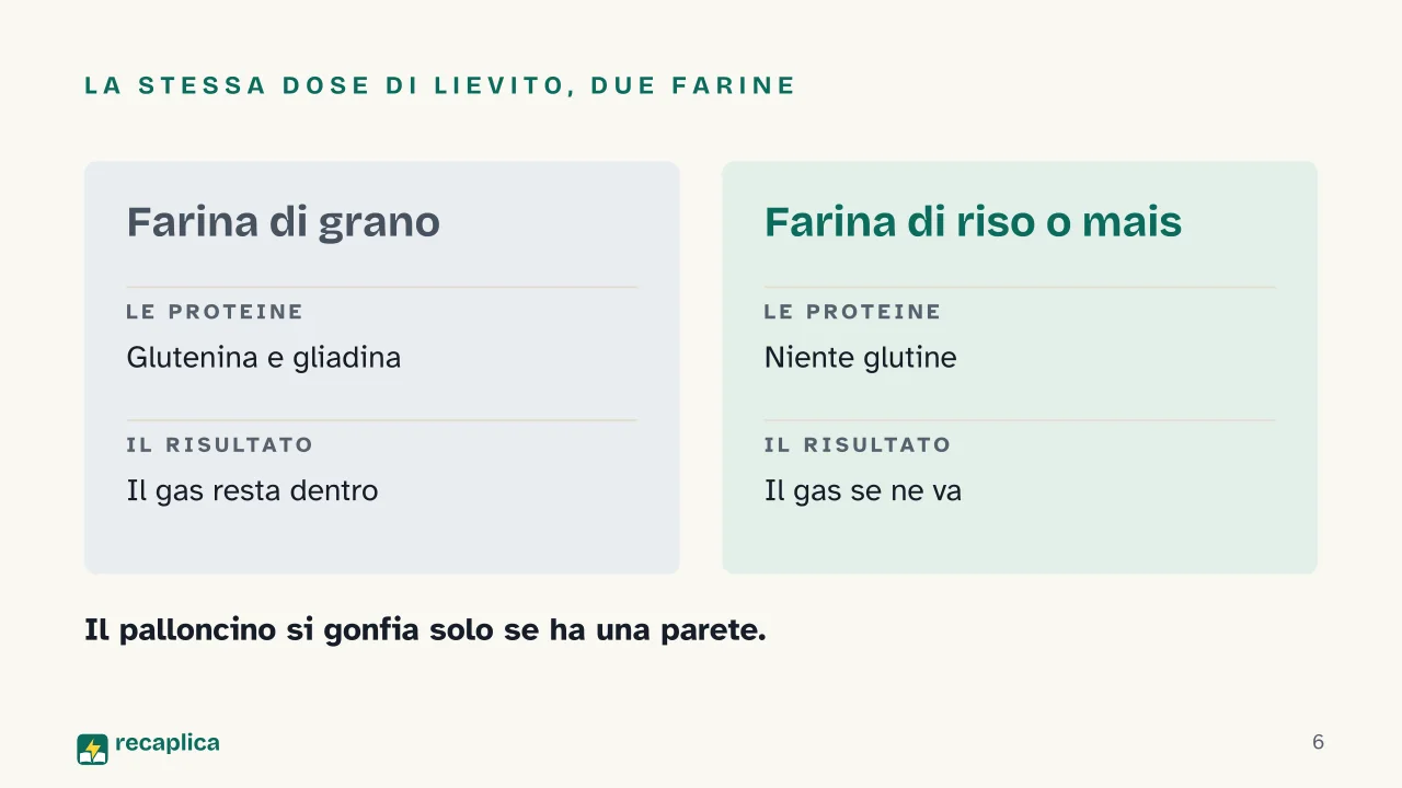 Slide 6 della presentazione su La lievitazione: La stessa dose di lievito, due farine