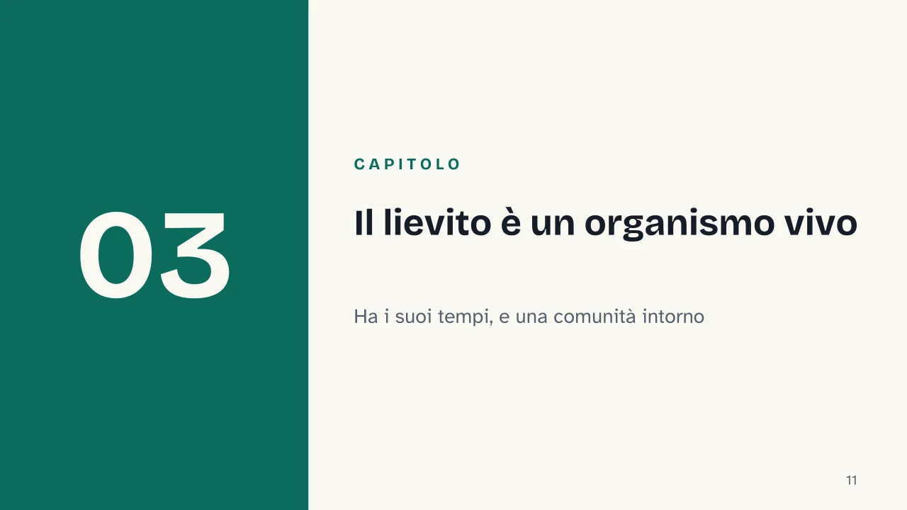Slide 11 della presentazione su La lievitazione: Capitolo 03: Il lievito è un organismo vivo