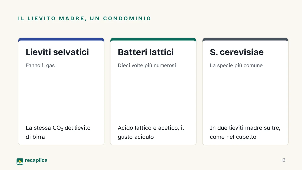 Slide 13 della presentazione su La lievitazione: Il lievito madre, un condominio: Lieviti selvatici, Batteri lattici, S. cerevisiae
