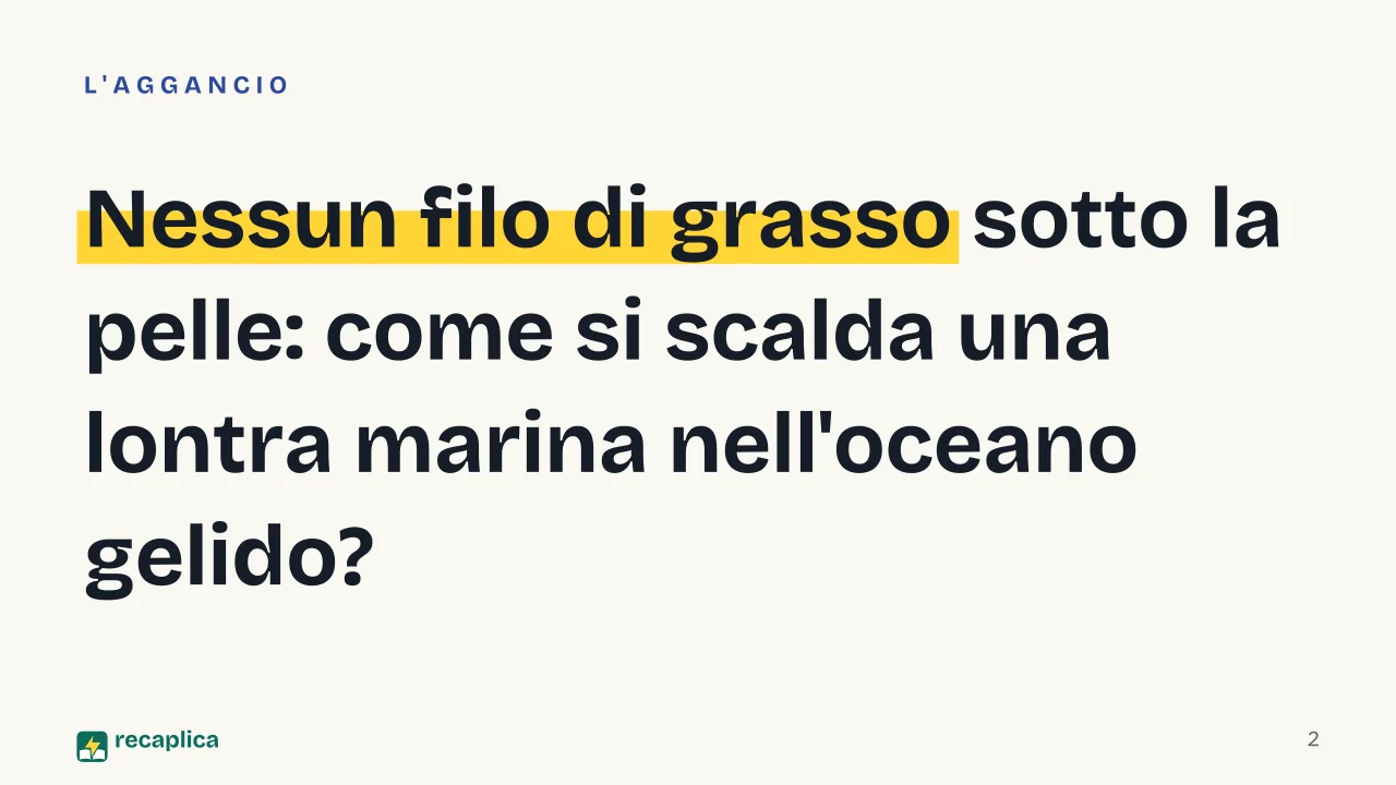 Slide 2 della presentazione su Lontre: Nessun filo di grasso sotto la pelle: come si scalda una lontra marina nell'oceano gelido?