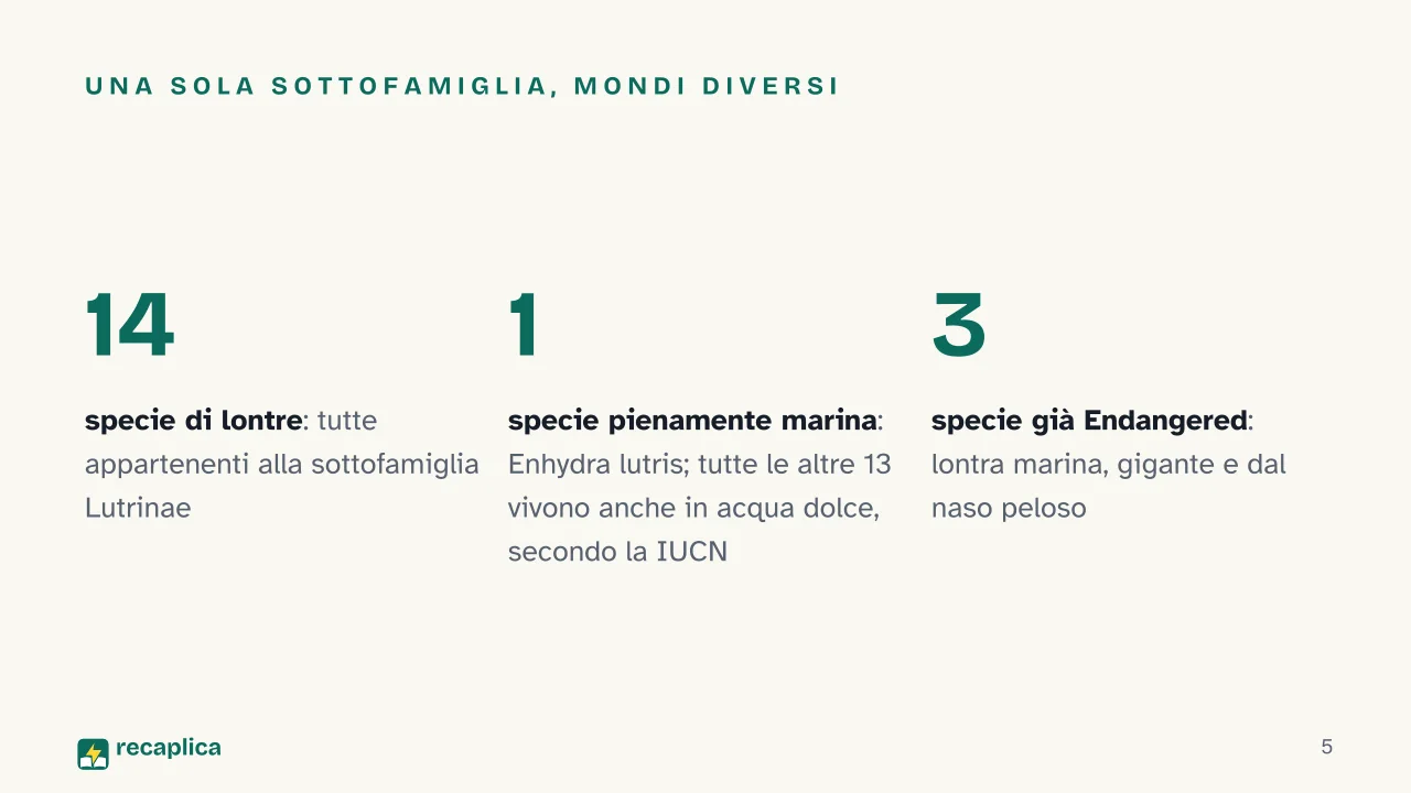 Slide 5 della presentazione su Lontre: Una sola sottofamiglia, mondi diversi