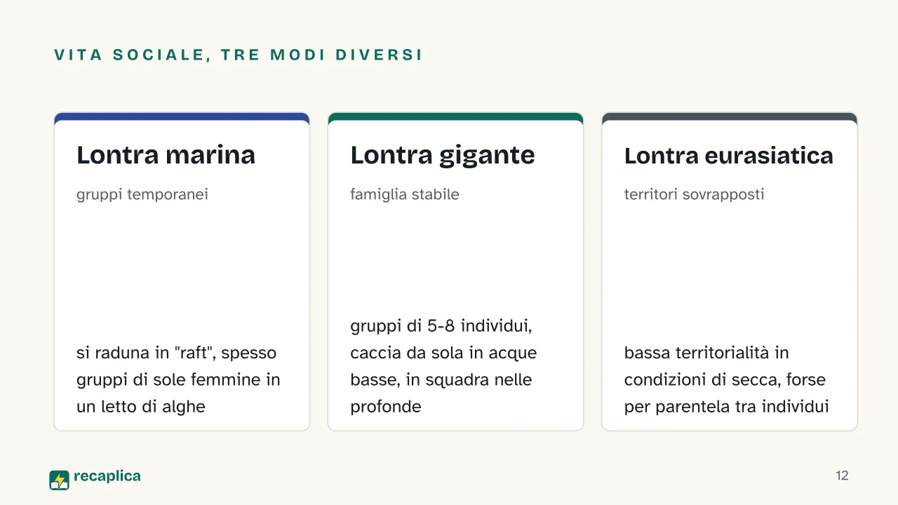 Slide 12 della presentazione su Lontre: Vita sociale, tre modi diversi: Lontra marina, Lontra gigante, Lontra eurasiatica